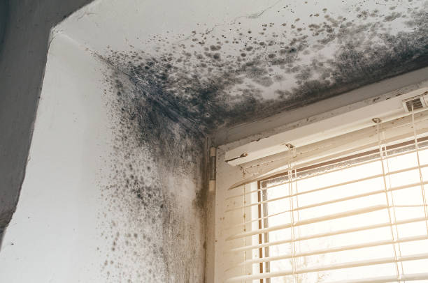 Affordable Attic Mold Removal solutions in Hollywood, FL