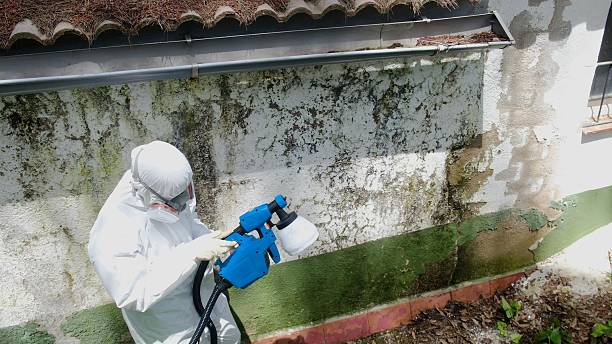 Top rated local Attic Mold Removal specialists in Hollywood, FL